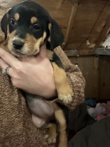 Bluetick coonhound Heeler lab