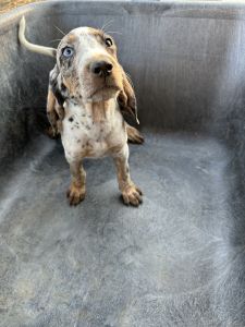 Leopard/walker/blue tick hounds