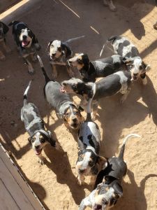 Bluetick Coonhound puppies