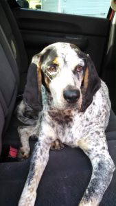 Sweetwater Valley Dog Rescue