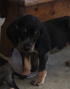 UKC Bluetick pups