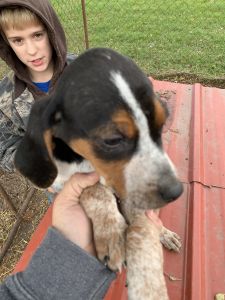 Walker/Blue-tick puppies