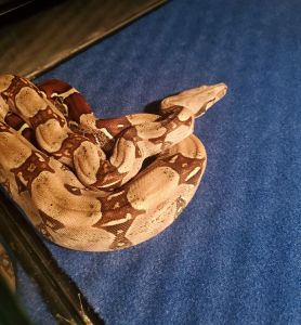 Guyana Red Tail Boa Female