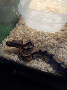 Baby boa constrictor