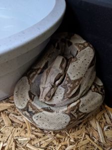 Columbian Red Tail Boa
