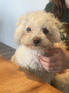 Bolognese Female Set age 2 yrs and 3 yrs