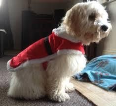 very cute bolognese pups available