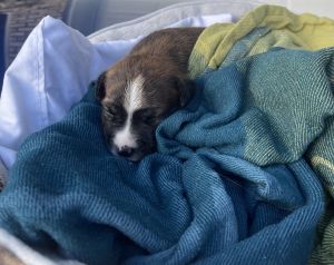 Pitbull/ border collie mix