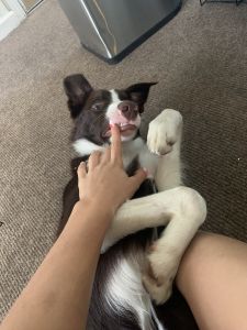 8 months, house and outside dog