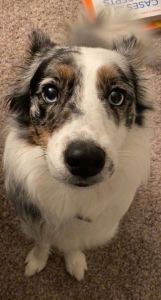 Purebred Border Collie