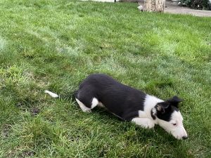 ABCA Registered border collie puppies