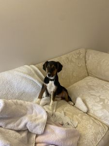Sweet puppy looking for a home