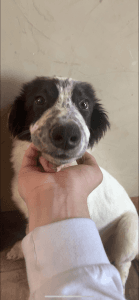 Fort Wayne border collie for sale