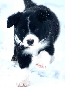 Purebred Birder Collie Puppies
