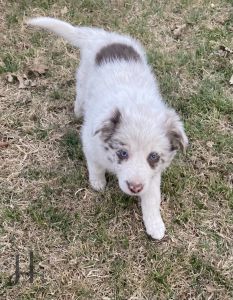 ABCA Border Collie Puppies