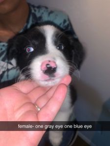 Puppies looking for their new homes!