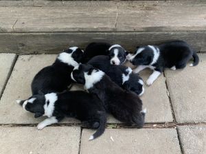 Pure bred border collie puppies