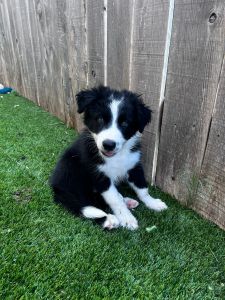 Border Collie Puppies