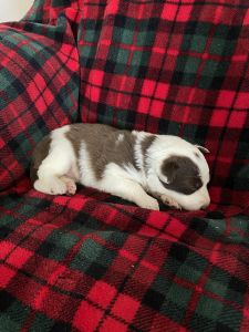 ABCA Registered Border Collies