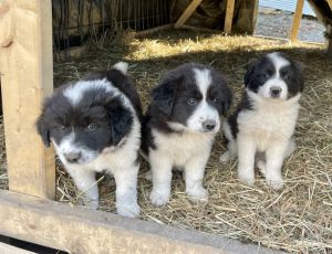 Border Collie Pyrenees