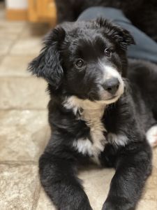 2 male border collie, Australian shepherd mix