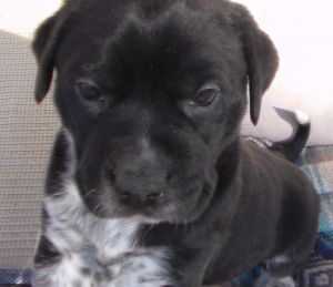 4 male and 1 female. They are only 5 weeks old, so it will be two to t