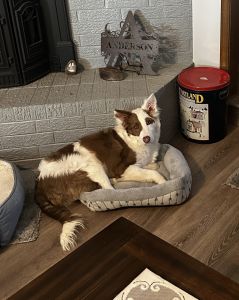 AKC Registered Border Collie