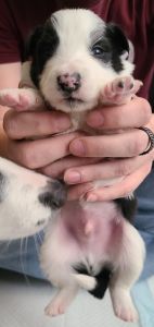 Border Collie Pups For Sale