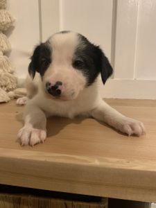 Border Collie for Adoption