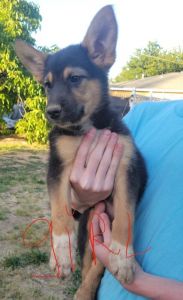 Shollie puppies german shepherd/ border collie mix