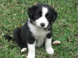 Gorgeous border collie Puppies For Adoption.