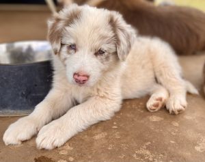 Purebred Border Collie Puppies