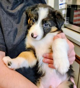 Junior the Border Collie