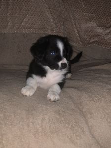 Border Collie Australian Shepard