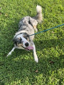 Dixie May (Border Collie)