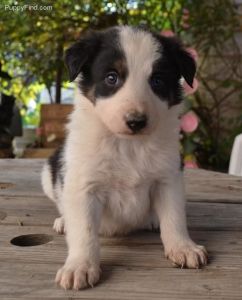 Border Collie