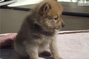 Quality, registered Border Collie puppies