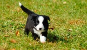 Vigilant Border Collie Puppies for Sale