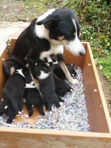Collie Puppies