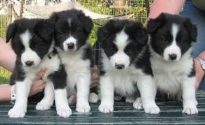 Border Collie Pups available