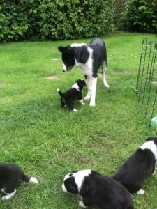 Cute Border Collie puppy