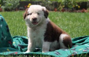 Home » Border Collie Puppies » Jolene