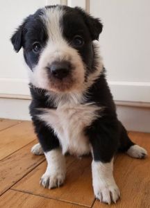 Border collie puppies for sale