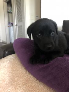 Sweet Puppy for Sale!