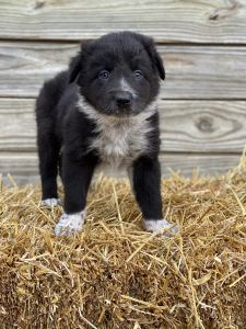 Border Collie Puppies