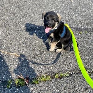 13 week Border Collie/ Shepard