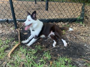 Female Border Collie