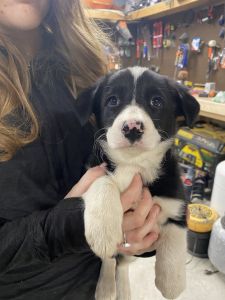 Border Collie puppies