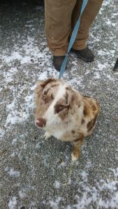 Miniature Australian Shepherd