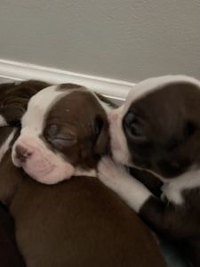 Boston terrier puppies